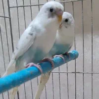 ۲تا مرغ عشق جوان
