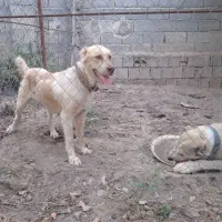 سگ نگهبان