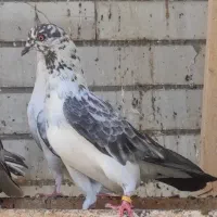 ماده سوسکی