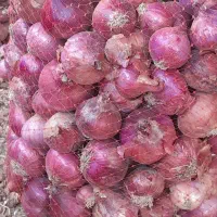 23000|عمده‌فروشی|باغ ملک, |دیوار