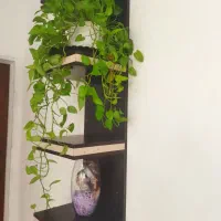استند گل