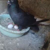 کبوتر|پرنده|زابل, |دیوار