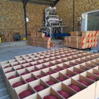 تامین عمده زرشک بازار داخلی و صادرات