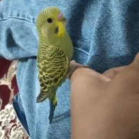 پرنده
