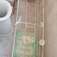 قفس دارم برای فروش