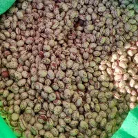 لوبیا