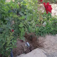 فروش-باغچه-زمین