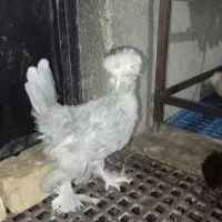 نیمچه مرغ سلطان و گلپایگان/ فروش عمده
