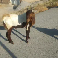 کهره نر پاکستانی