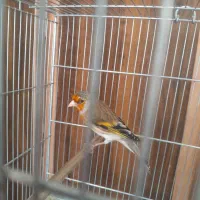 سهره قناری مسته مست شلاقی بخون