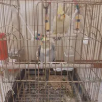 فروش عروس هلندی