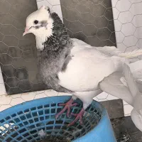 یه جفت طوقی مست درجه یک طوق شازده نر هست