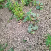 فروش زمین