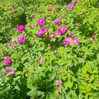 گل محمدی‌بسیارمعطر‌ازمنطقه‌ییلاقی‌روستای‌متنق‌..