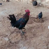 خروس