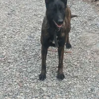 سگ مالینویز ماده تربیت شده واگذار میشود