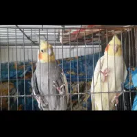 یک جفت عروس هلندی قیمت توافقی