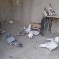فروش کبوتر