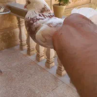 کبوتر|پرنده|ملایر, |دیوار