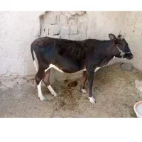 نیرو کار برای گاو داری باغ میخوام در بم پشت