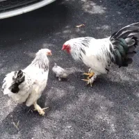 مرغ و خروس