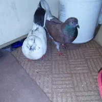 کفتر کبوتر