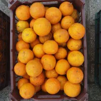 پرتقال محلی