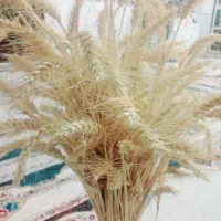 گندم نارین