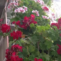 فروش گل