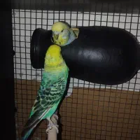دوجفت مرغ عشق انگلیسی