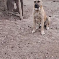 سگ سرابی