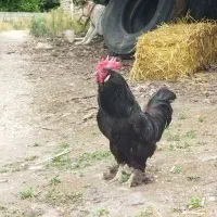 خروس کاکلی و پاپر مرندی مشکی خالص