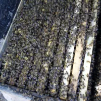 کندو زنبور عسل و طبق در حد نو