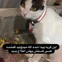 گربه پیدا شده