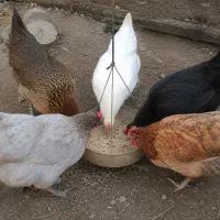 قبول واگذاری حیوانات شما جوجه مرغ خروس
