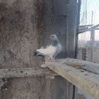 با سلام