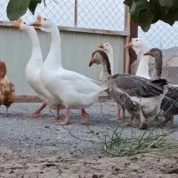 قوغاز