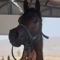 اسب