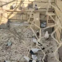 کبوتر‌ فروشی