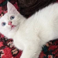 بچه گربه سه ماهه اسکاتیش بیریتیش