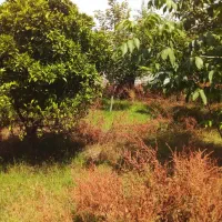 فروش زمین در ترک محله به متراژ ۵۸۰ متر