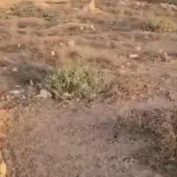 زمین شهرک الغدیر (حده)