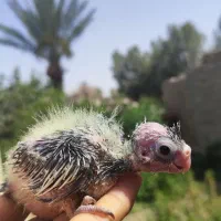 جوجه عروس هلندی