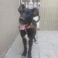 سگ‌ سرابی اصل چهار ماهه