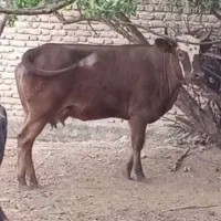 گاو