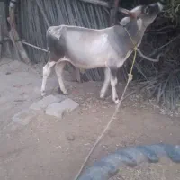 گوساله ۱ سال