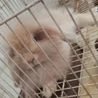 سلام خرگوش نژاد لوپ ۳ ماهه