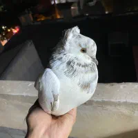 تعدادی کبوتر ماده و جوجه فروش فوری