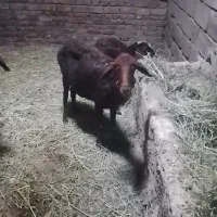دوتا میش بره