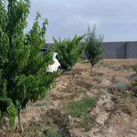 باغ گوارشک 900 متری میوه